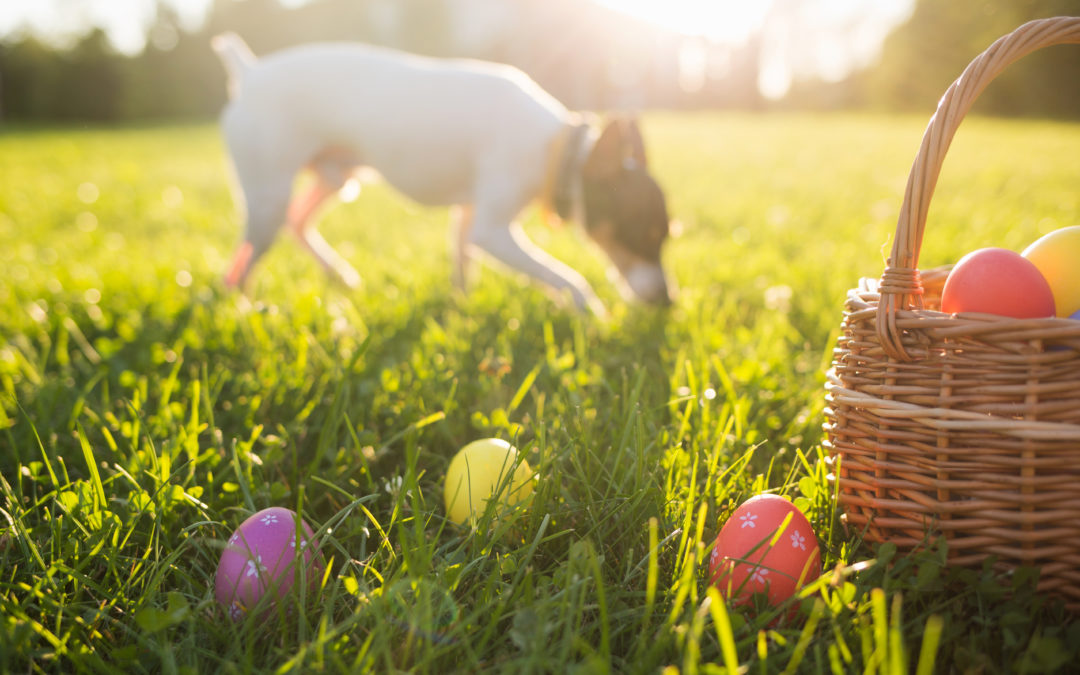 Doggie Egg Hunt