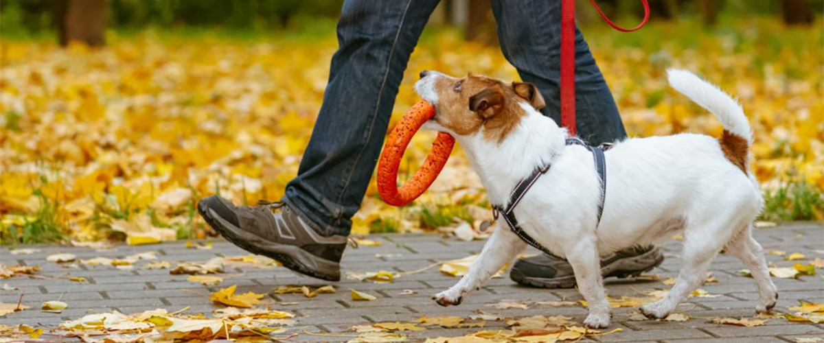 Dogs are allowed in MGPD Parks